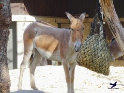 Tiergarten Schönbrunn am 20.10.2025